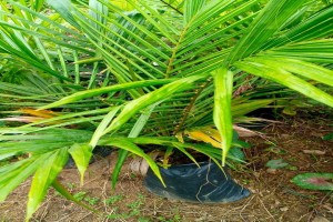Palm Seedlings from Liberia